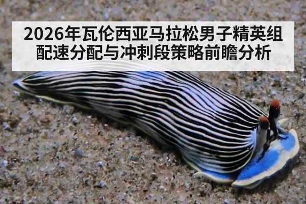 2026年瓦伦西亚马拉松男子精英组配速分配与冲刺段策略前瞻分析